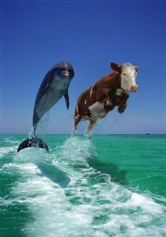 http://www.letsdiveguam.com/files/Dolphins_jumping.jpg