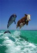 Diving in Iowa?