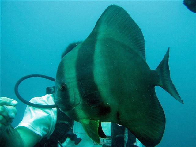 A batfish thinking of having my finger for lunch