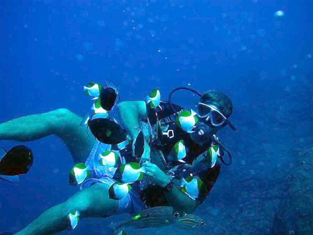 Chris being followed by Pyramid Butterflyfish at Shark's Pit