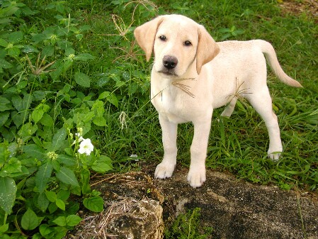 Hana ready to protect us from lizards & toads!