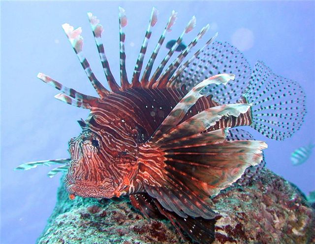 A lionfish photo by Mr Yasuda