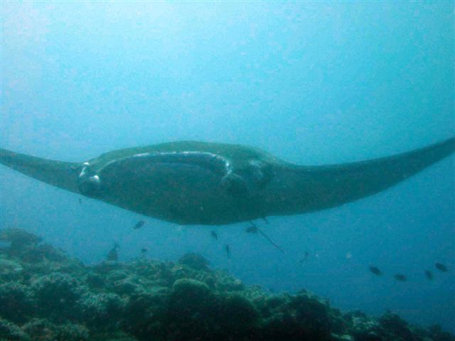 A manta seen at Gun Beach