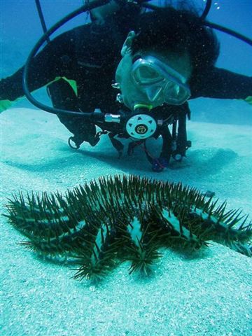 Naoaki watching a Crown of Thorns starfish move along the sand at Hap's Reef