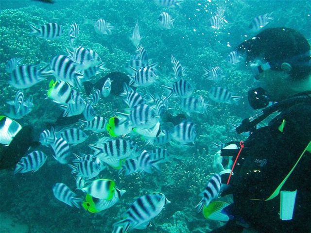 Naoaki with a school of hungry Sergeant Majors at Piti Bombholes