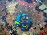 A diver peering through the American Tanker anchor tube