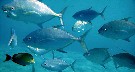 A school of Bluefin Trevally...the one on the upper left has probably been hooked..notice the lower jaw