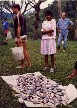 Chris carrying a bucket of Tilapia from the harvest