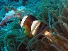 CLARK'S ANEMONEFISH with small glass shrimp