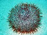 CROWN OF THORNS starfish rolled up in defensive ball on the sand