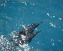 A pair of SPINNER DOLPHINS near AGAT, GUAM