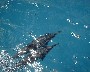 A pair of SPINNER DOLPHINS near AGAT, GUAM