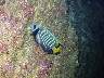 Brightly-colored EMPEROR ANGELFISH