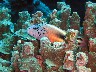 A Freckled Hawkfish in its usual location, resting in the coral