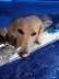 Hana, our dog guarding tanks and/or hiding from the sun on the boat