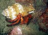 A HERMIT CRAB seen on a night dive at TAGUAN BEACH