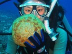 A diver with a Cushion Star