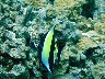 A Moorish Idol gliding along