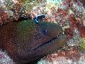 A GIANT MORAY being attended to by a CLEANER WRASSE