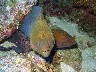 A pair of MORAY EELS peering out from their cave at the CREVICE