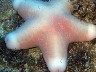 An uncommon pink starfish