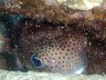 A PORCUPINE FISH seen on a night dive at TAGUAN BEACH