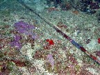 A coral-encrusted spear where it has been wedged for at least 5 years at Barracuda Rock