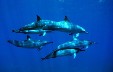 Guam's Spinner Dolphins from Chris Bangs