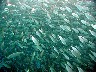 A huge, swirling school of fish at GUN BEACH