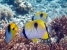 Three TEARDROP BUTTERFLYFISH from PITI BOMBHOLES, a very easy shore dive