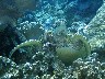 A TURTLE resting near soft coral at GUN BEACH