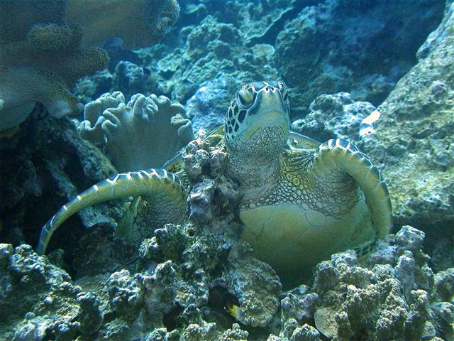 A turtle resting at Gun Beach